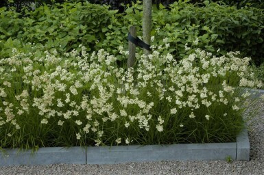 Schnee-Marbel Luzula nivea 5-10 Topf 9x9 cm (P9) Luzula nivea