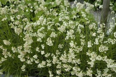 Schnee-Marbel Luzula nivea 5-10 Topf 9x9 cm (P9) Luzula nivea