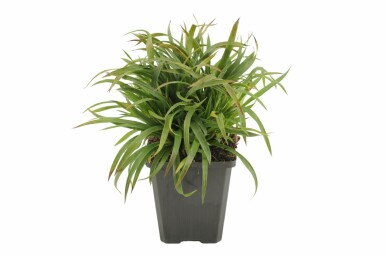 Behaarte Hainsimse Luzula pilosa 'Igel' 5-10 Topf 9x9 cm (P9) Luzula pilosa 'Igel'