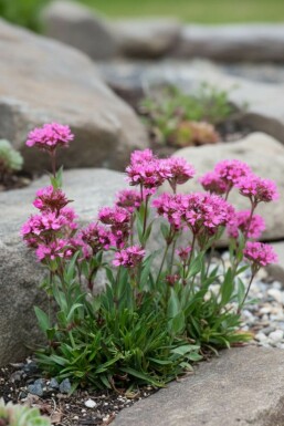 Alpen Lichtnelke Lychnis alpina 'Rosea' 5-10 Topf 9x9 cm (P9) Lychnis alpina 'Rosea'
