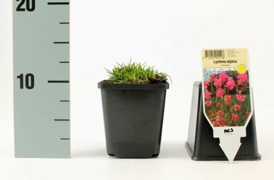 Alpen Lichtnelke Lychnis alpina 'Rosea' 5-10 Topf 9x9 cm (P9) Lychnis alpina 'Rosea'