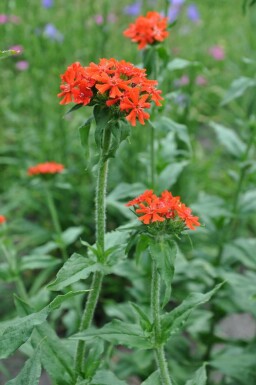 Brennende Liebe Lychnis chalcedonica 5-10 Topf 9x9 cm (P9) Lychnis chalcedonica