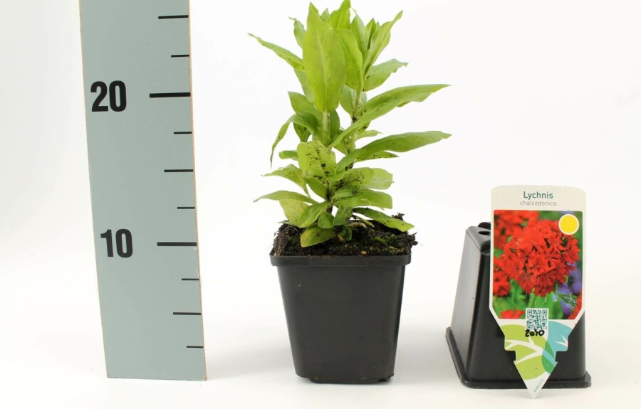 Brennende Liebe Lychnis chalcedonica 5-10 Topf 9x9 cm (P9) Lychnis chalcedonica