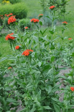 Brennende Liebe Lychnis chalcedonica 5-10 Topf 9x9 cm (P9)