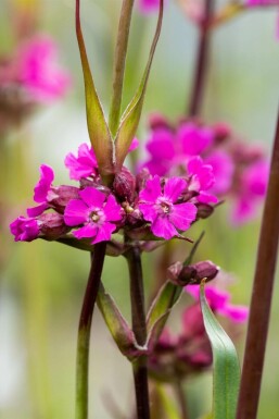 Lychnis viscaria 'Splendens'