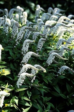 Schnee-Felberich Lysimachia clethroides 5-10 Topf 9x9 cm (P9)