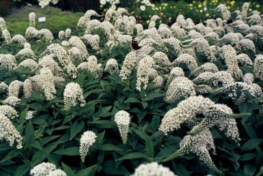 Schnee-Felberich Lysimachia clethroides 5-10 Topf 9x9 cm (P9) Lysimachia clethroides