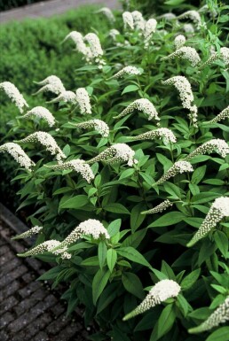 Schnee-Felberich Lysimachia clethroides 5-10 Topf 9x9 cm (P9) Lysimachia clethroides
