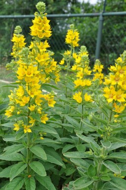 Goldfelberich Lysimachia punctata 5-10 Topf 9x9 cm (P9) Lysimachia punctata