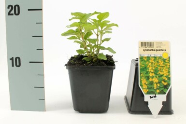 Goldfelberich Lysimachia punctata 5-10 Topf 9x9 cm (P9) Lysimachia punctata