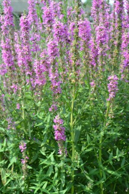 Blut-Weiderich Lythrum salicaria 5-10 Topf 9x9 cm (P9) Lythrum salicaria