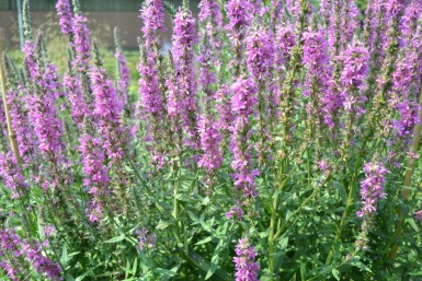 Blut-Weiderich Lythrum salicaria 5-10 Topf 9x9 cm (P9) Lythrum salicaria
