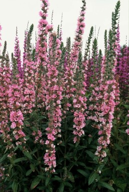 Blut-Weiderich Lythrum salicaria 'Blush' 5-10 Topf 9x9 cm (P9)