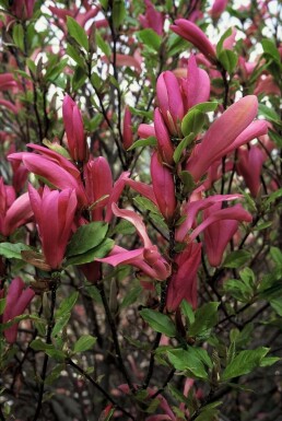 Rote Tulpenmagnolie Magnolia 'Susan' Strauch 20-30 Topf 3 ltr. (C3)
