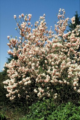 Tulpen-Magnolie Magnolia soulangeana Strauch 20-30 Topf 2 ltr. (C2)