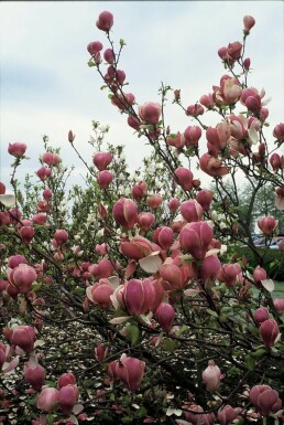 Tulpen-Magnolie Magnolia soulangeana 'Lennei' Strauch 20-30 Topf 2 ltr. (C2)