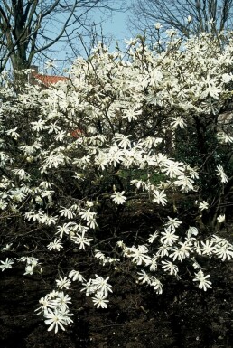 Stern-Magnolie Magnolia stellata Strauch 20-30 Topf 2 ltr. (C2)