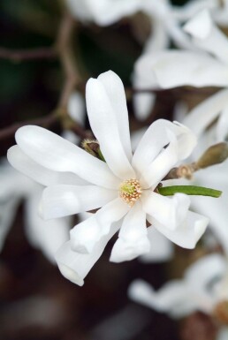 Stern-Magnolie Magnolia stellata Strauch 20-30 Topf 2 ltr. (C2)