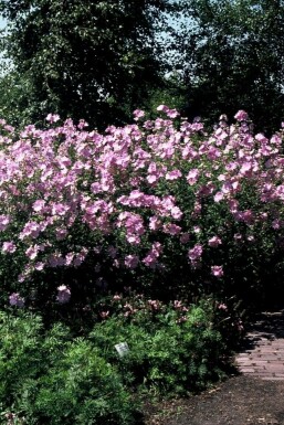 Sigmarskraut Malva alcea 'Fastigiata' 5-10 Topf 9x9 cm (P9) Malva alcea 'Fastigiata'