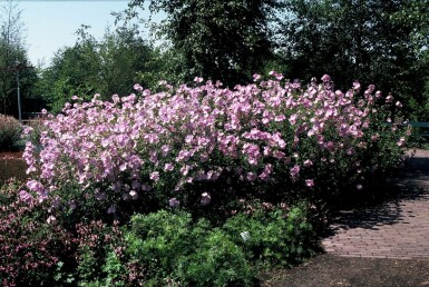 Sigmarskraut Malva alcea 'Fastigiata' 5-10 Topf 9x9 cm (P9) Malva alcea 'Fastigiata'