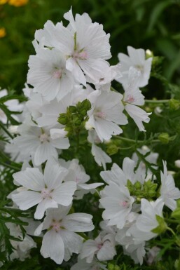 Moschus-Malve Malva moschata 'Alba' 5-10 Topf 9x9 cm (P9) Malva moschata 'Alba'