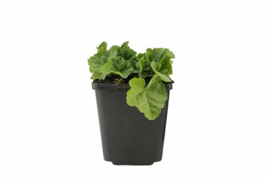 Moschus-Malve Malva moschata 'Alba' 5-10 Topf 9x9 cm (P9) Malva moschata 'Alba'