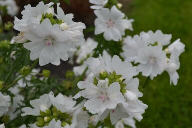 Moschus-Malve Malva moschata 'Alba' 5-10 Topf 9x9 cm (P9)