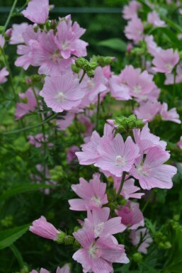 Moschus-Malve Malva moschata 'Rosea' 5-10 Topf 9x9 cm (P9) Malva moschata 'Rosea'