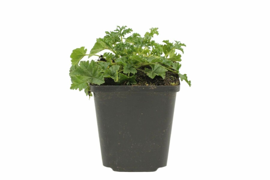 Moschus-Malve Malva moschata 'Rosea' 5-10 Topf 9x9 cm (P9) Malva moschata 'Rosea'