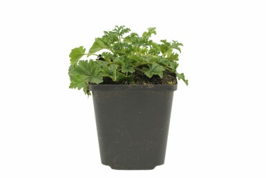 Moschus-Malve Malva moschata 'Rosea' 5-10 Topf 9x9 cm (P9) Malva moschata 'Rosea'