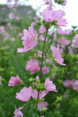 Moschus-Malve Malva moschata 'Rosea' 5-10 Topf 9x9 cm (P9) Malva moschata 'Rosea'