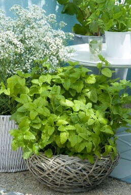 Zitronen-Melisse Melissa officinalis 5-10 Topf 9x9 cm (P9) Melissa officinalis