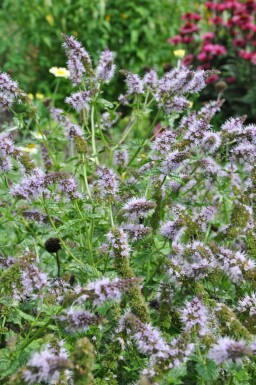 Pfefferminze Mentha piperita 5-10 Topf 9x9 cm (P9) Mentha piperita