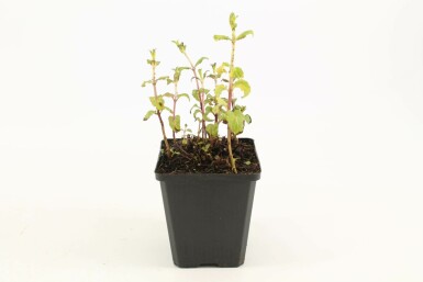 Pfefferminze Mentha piperita 5-10 Topf 9x9 cm (P9) Mentha piperita