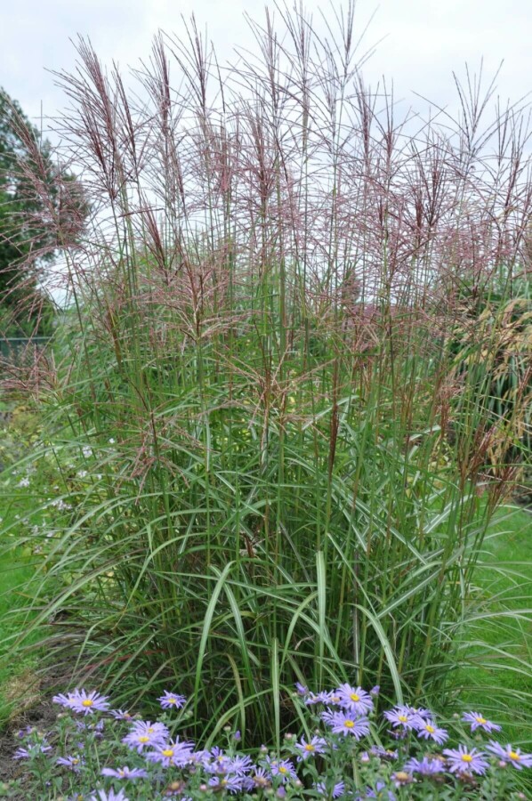Chinaschilf Miscanthus sinensis 'Ferner Osten' 10-15 Topf 1 ltr. (P11) Miscanthus sinensis 'Ferner Osten'