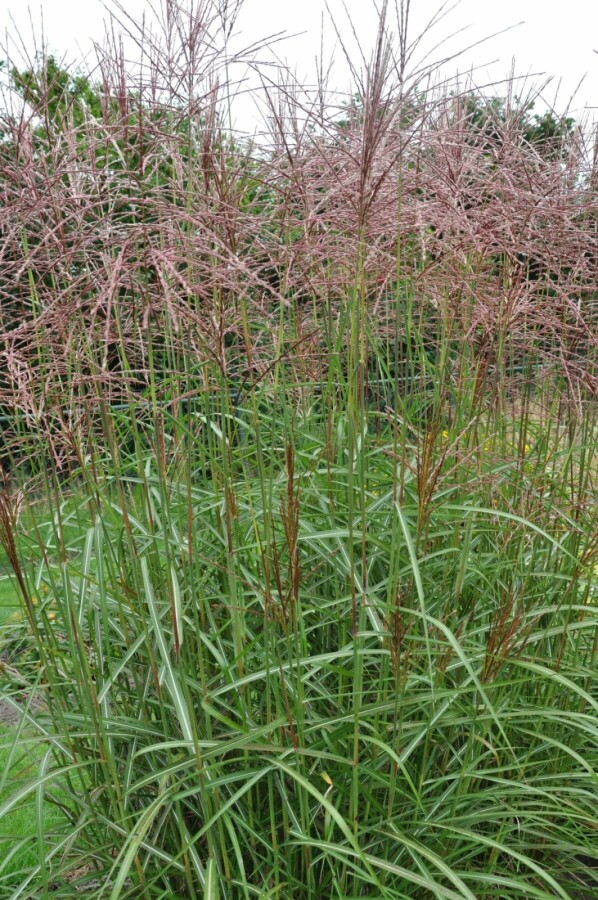Chinaschilf Miscanthus sinensis 'Ferner Osten' 10-15 Topf 1 ltr. (P11) Miscanthus sinensis 'Ferner Osten'