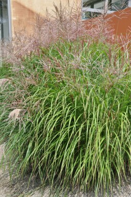 Chinaschilf Miscanthus sinensis 'Kleine Silberspinne' 5-10 Topf 9x9 cm (P9) Miscanthus sinensis 'Kleine Silberspinne'