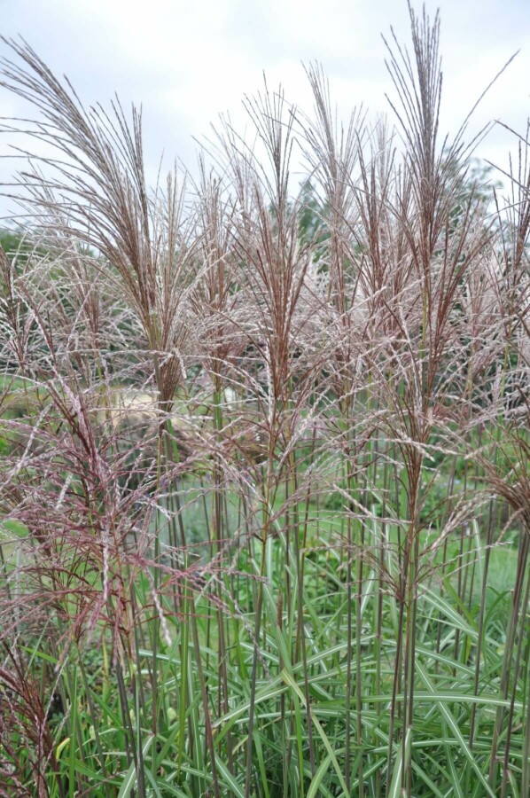 Garten-Chinaschilf Miscanthus sinensis 'Malepartus' 10-15 Topf 1 ltr. (P11) Miscanthus sinensis 'Malepartus'