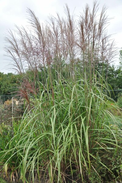Garten-Chinaschilf Miscanthus sinensis 'Malepartus' 5-10 Topf 9x9 cm (P9) Miscanthus sinensis 'Malepartus'