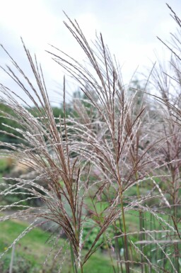 Garten-Chinaschilf Miscanthus sinensis 'Malepartus' 5-10 Topf 9x9 cm (P9)