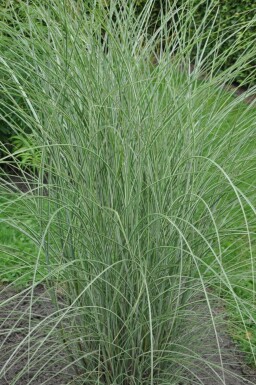 Weißbuntes Chinaschilf Miscanthus sinensis 'Morning Light' 10-15 Topf 1 ltr. (P11) Miscanthus sinensis 'Morning Light'