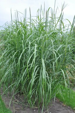 Chinaschilf Miscanthus sinensis 'Silberfeder' 5-10 Topf 9x9 cm (P9) Miscanthus sinensis 'Silberfeder'