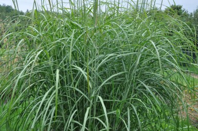 Chinaschilf Miscanthus sinensis 'Silberfeder' 5-10 Topf 9x9 cm (P9)