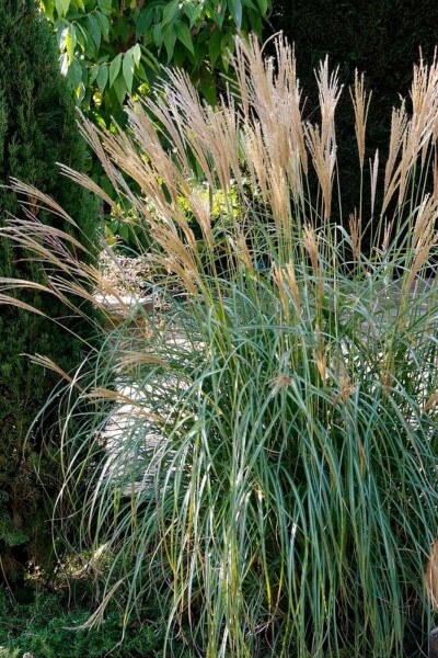Zwerg-Chinaschilf Miscanthus sinensis 'Yakushima Dwarf' 10-15 Topf 1 ltr. (P11) Miscanthus sinensis 'Yakushima Dwarf'
