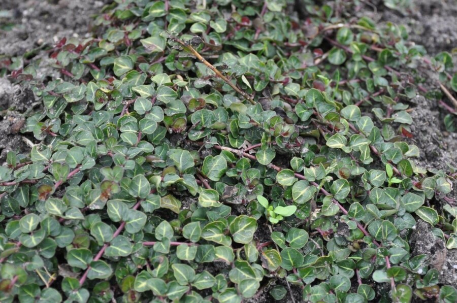 Rebhuhnbeere Mitchella repens 5-10 Topf 9x9 cm (P9) Mitchella repens