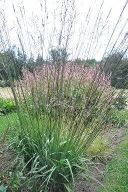 Molinia arundinacea 'Karl Foerster'