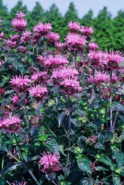 Indiandernessel Monarda 'Beauty of Cobham' 5-10 Topf 9x9 cm (P9) Monarda 'Beauty of Cobham'
