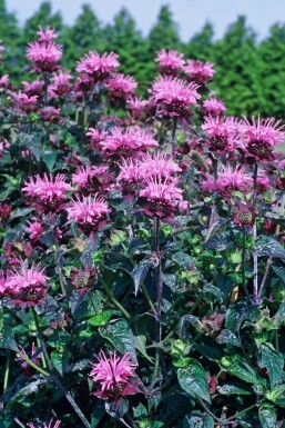 Indiandernessel Monarda 'Beauty of Cobham' 5-10 Topf 9x9 cm (P9) Monarda 'Beauty of Cobham'