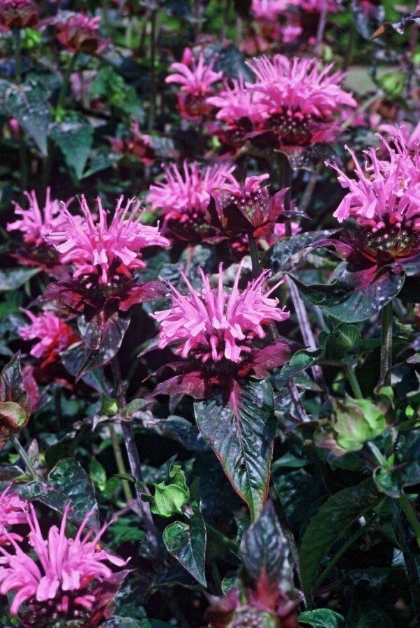 Indiandernessel Monarda 'Beauty of Cobham' 5-10 Topf 9x9 cm (P9) Monarda 'Beauty of Cobham'