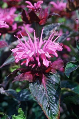 Indiandernessel Monarda 'Beauty of Cobham' 5-10 Topf 9x9 cm (P9) Monarda 'Beauty of Cobham'